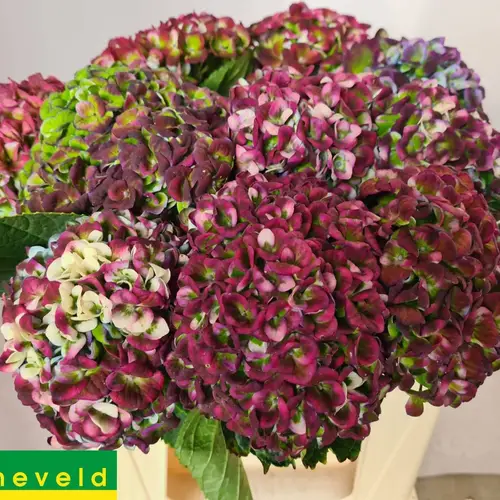 Hortensie lila/grün Revolution classic Bol 12cm 40cm