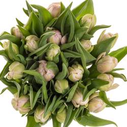 Tulpe rosa doppel Clean Price Triflor 36 Gramm