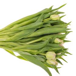 Tulpe rosa doppel Clean Price Triflor 36 Gramm