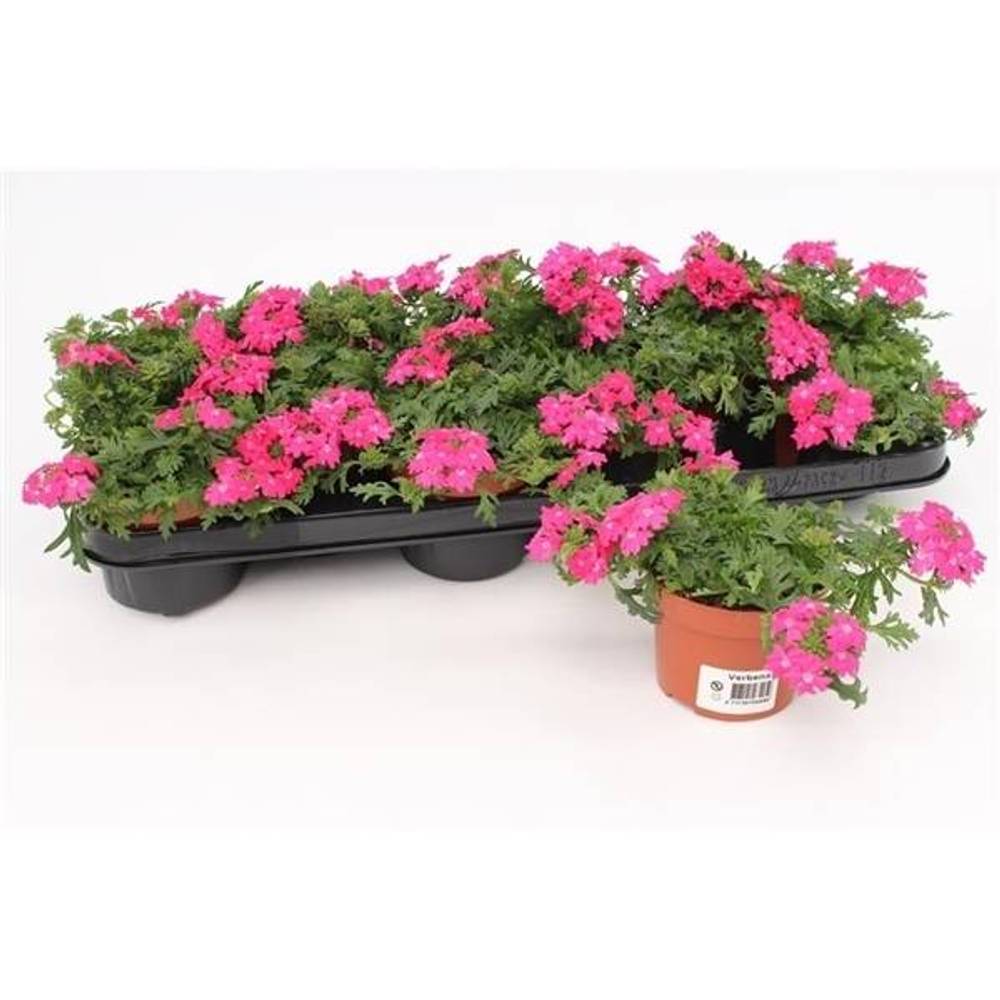 Verbena h rosa T10,5 H015