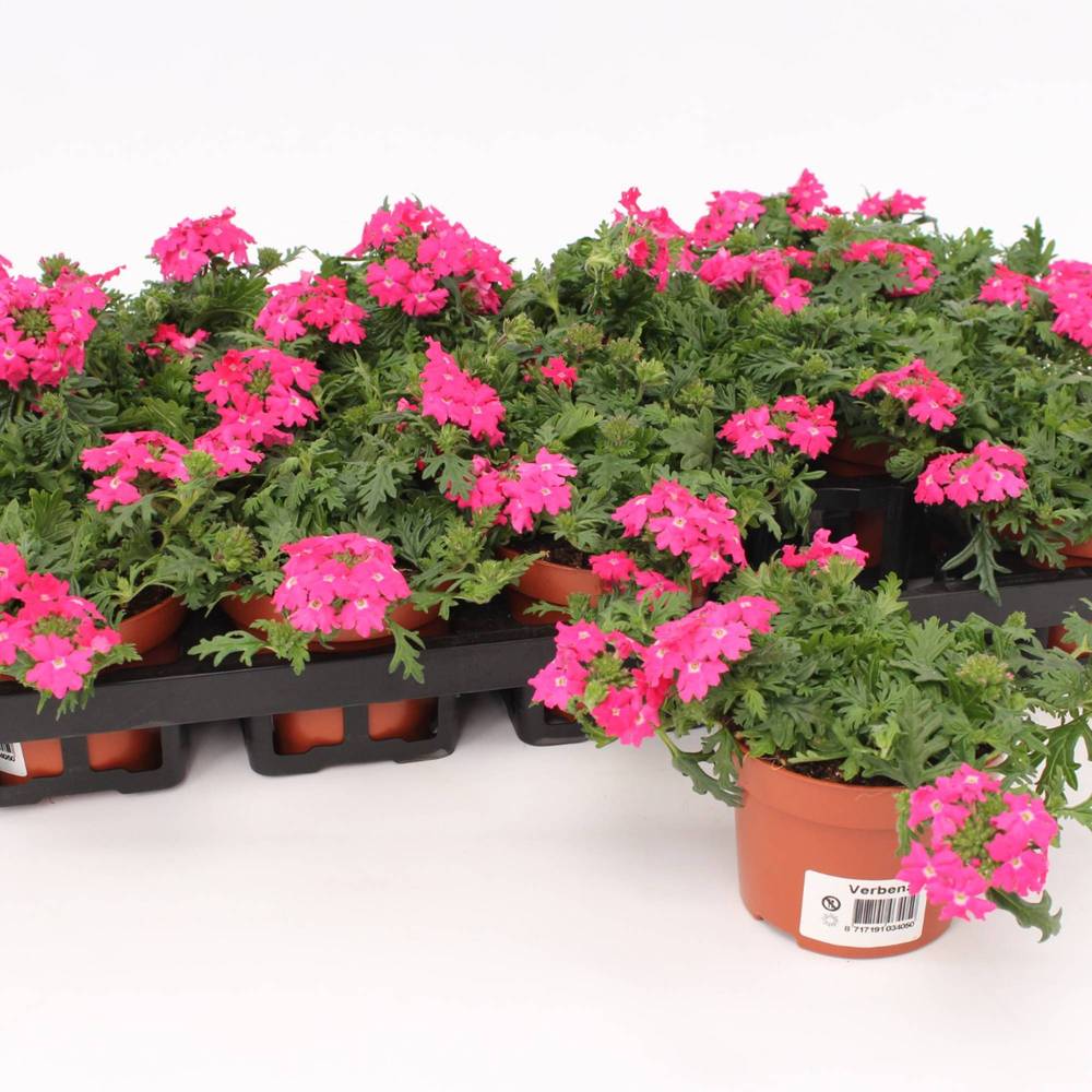 Verbena h rosa T10,5 H015