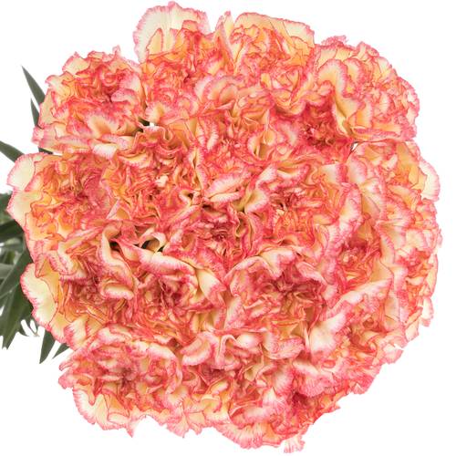 Nelke gelb/rosa Viana 60cm