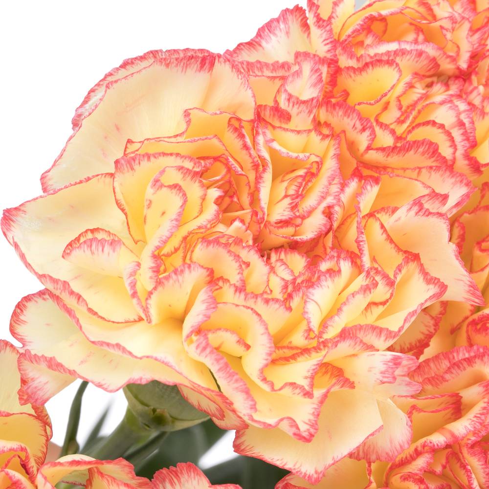 Nelke gelb/rosa Viana 60cm