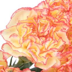 Nelke gelb/rosa Viana 60cm