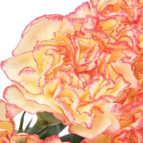 Nelke gelb/rosa Viana 60cm