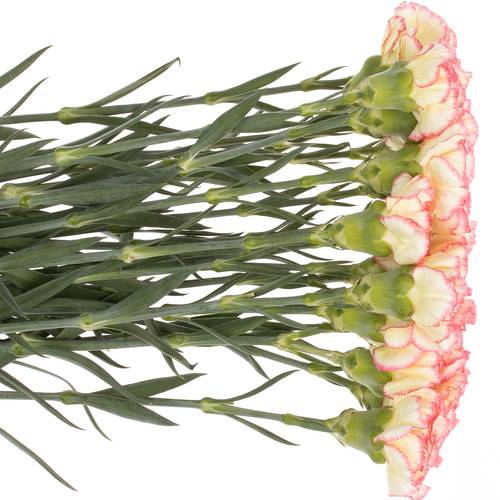 Nelke gelb/rosa Viana 60cm