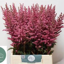 Spirea fuchsia Hard Rock 60cm