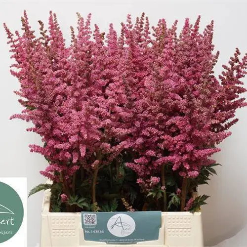 Spirea fuchsia Hard Rock 60cm