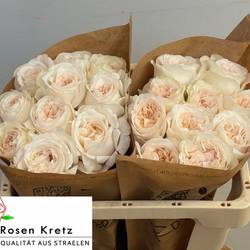 Rose creme Monterey gefüllt 50cm