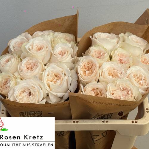 Rose creme Monterey gefüllt 50cm