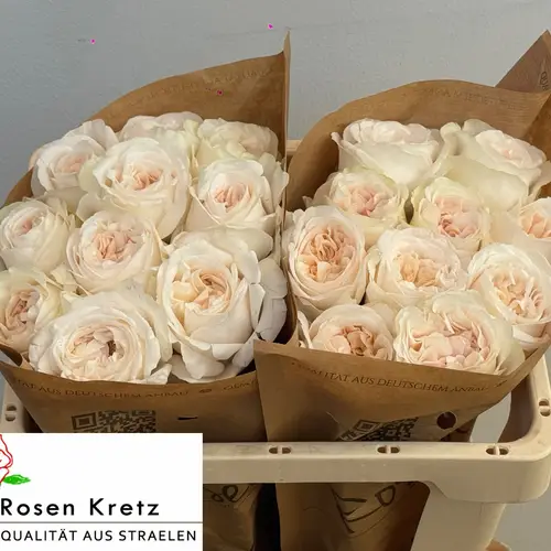 Rose creme Monterey gefüllt 50cm