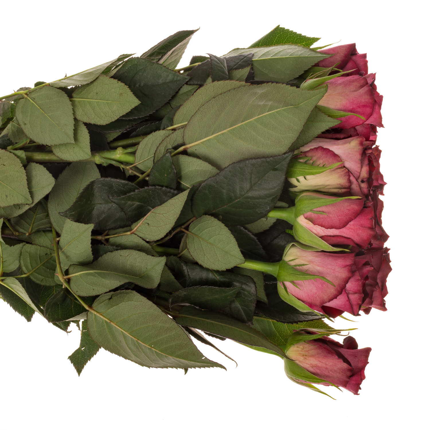 Rose weinrot/hell rosa Scarlet Ruby 50cm