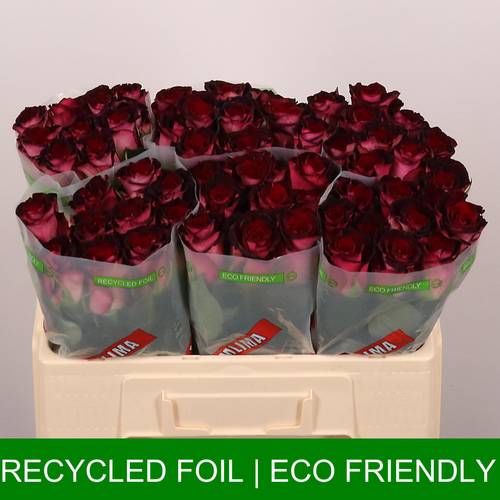 Rose weinrot/hell rosa Scarlet Ruby 50cm