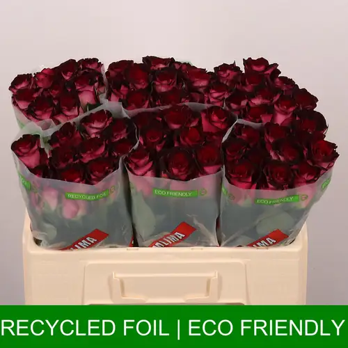 Rose weinrot/hell rosa Scarlet Ruby 50cm