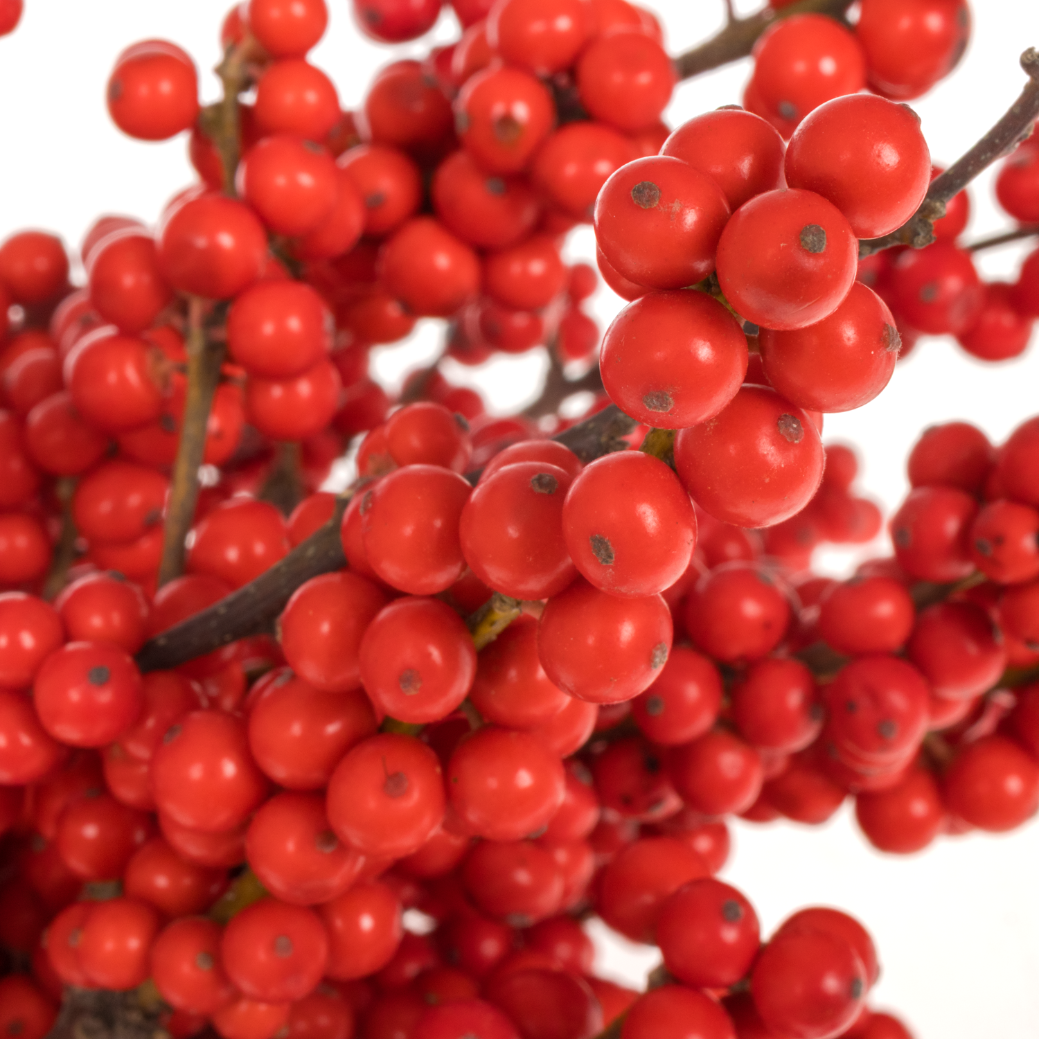 Ilex rot extra Magical Amarant 40cm