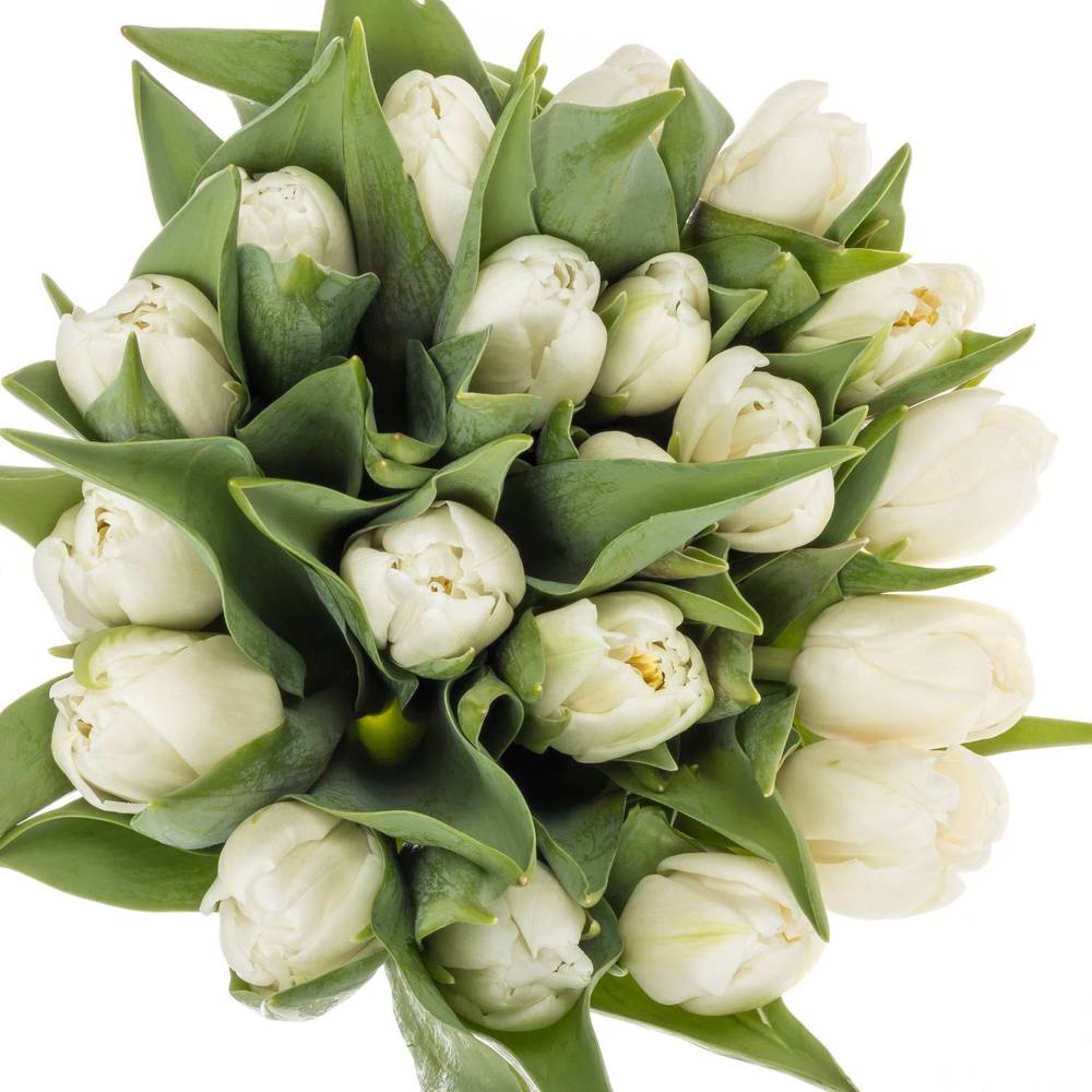 Tulpe weiss doppel Galileo 28 Gramm