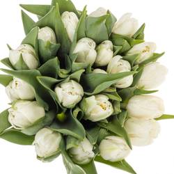 Tulpe weiss doppel Galileo 28 Gramm