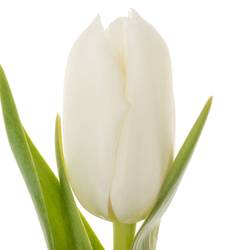 Tulpe weiss doppel Galileo 28 Gramm