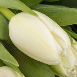 Tulpe weiss doppel Galileo 28 Gramm