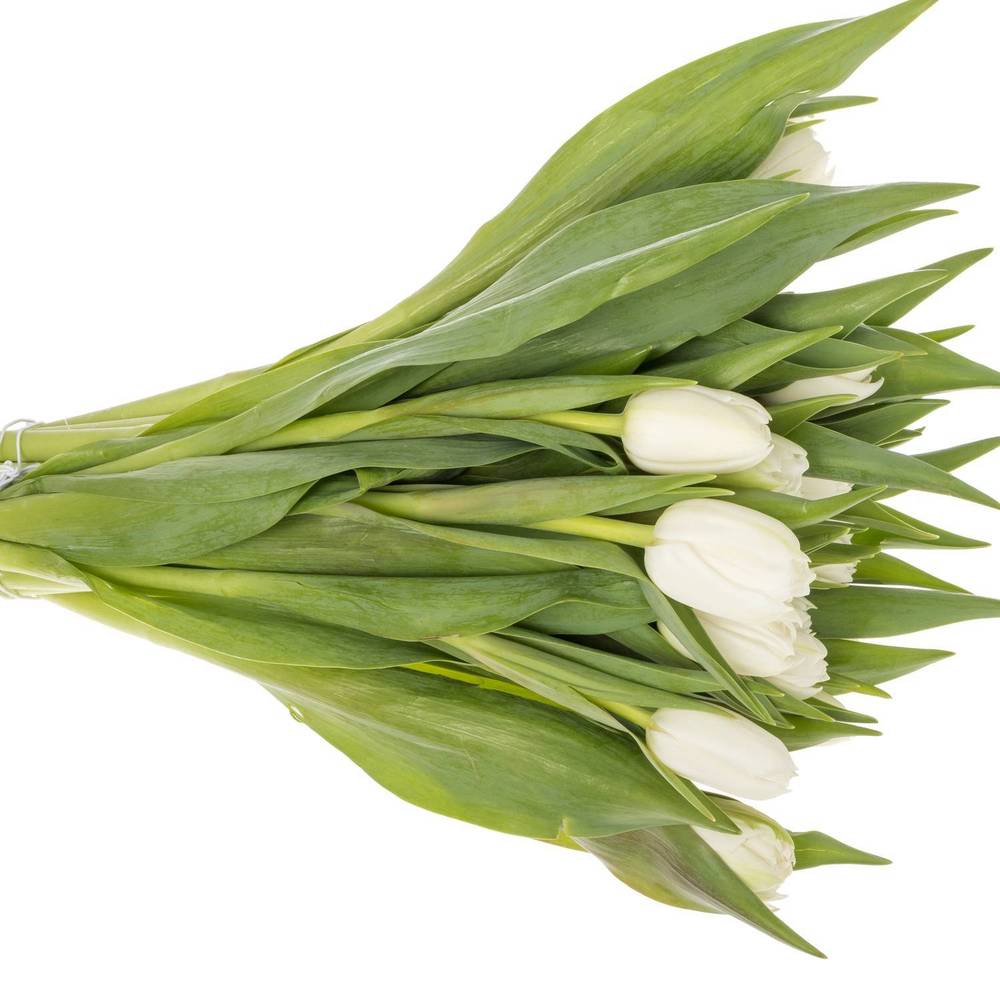 Tulpe weiss doppel Galileo 28 Gramm