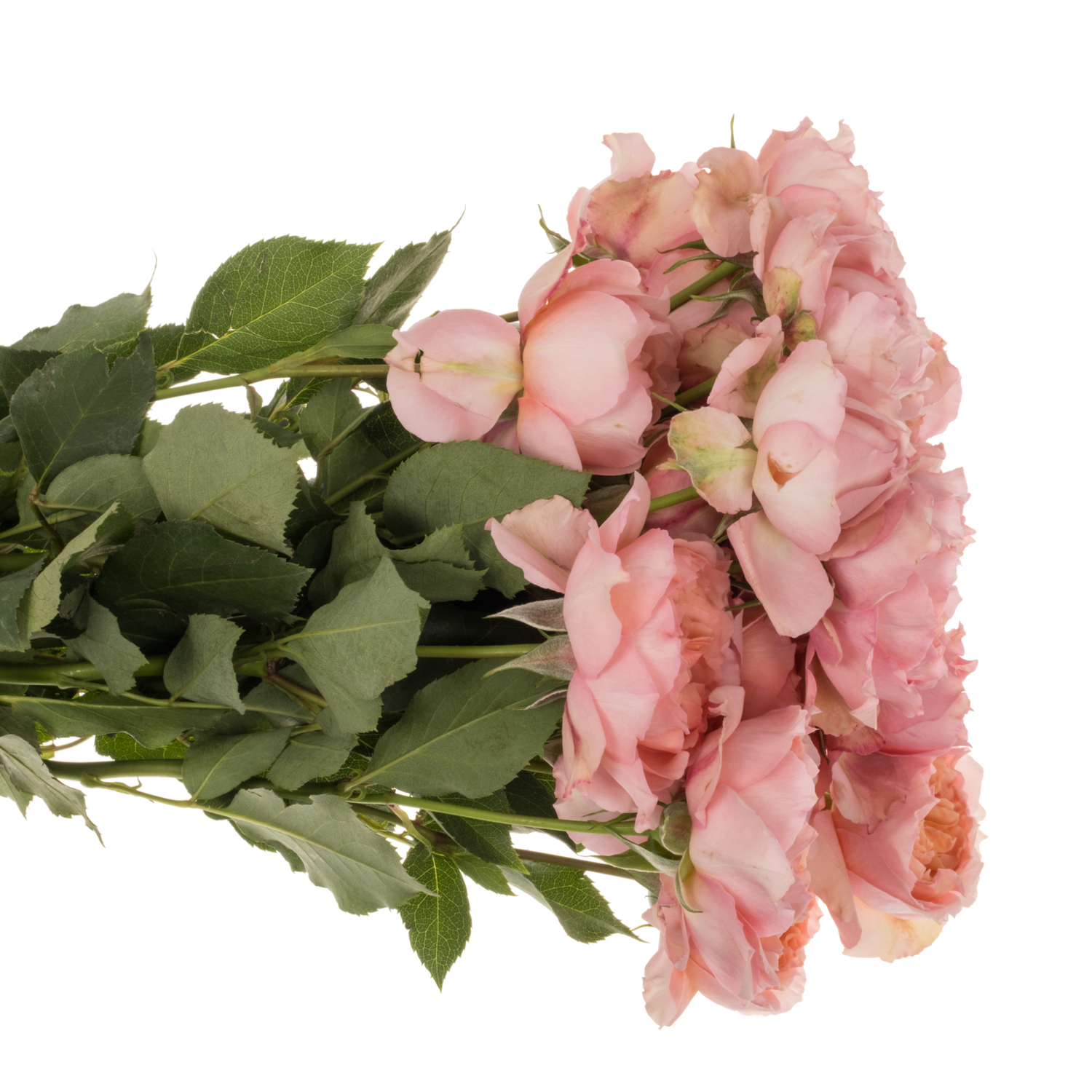 Rose verzweigt hell rosa Julietta 50cm