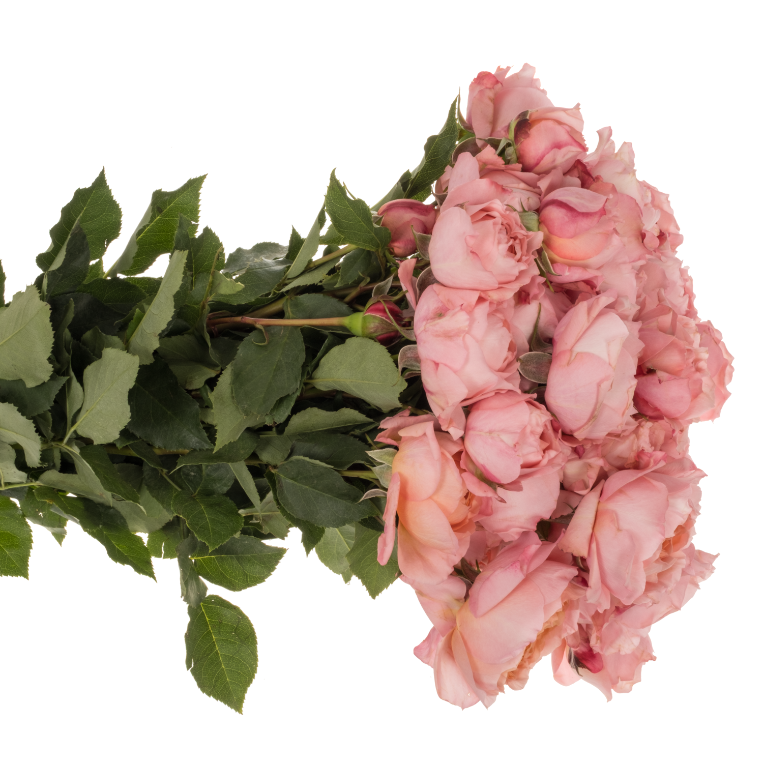 Rose verzweigt hell rosa Julietta 50cm
