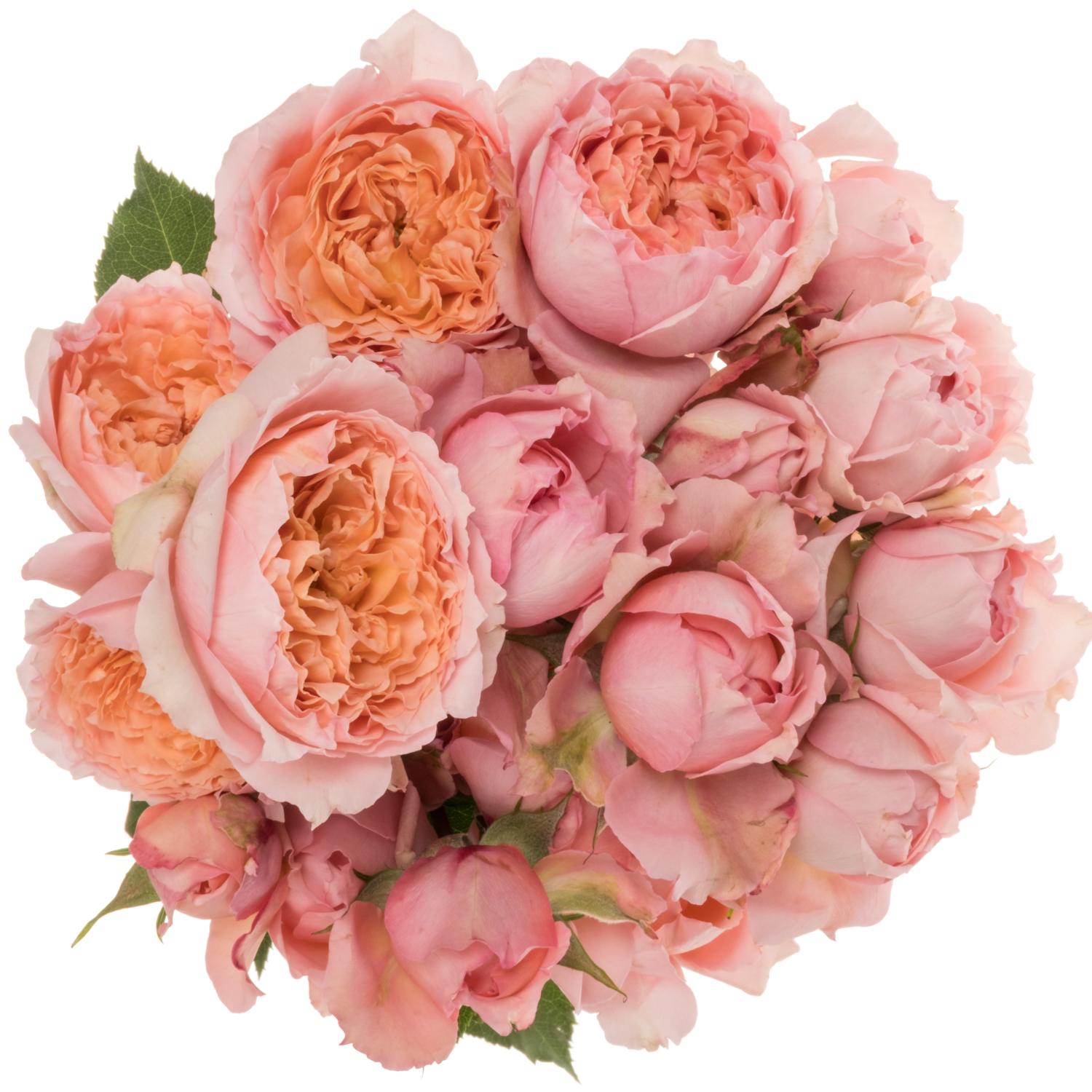 Rose verzweigt hell rosa Julietta 50cm