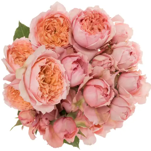 Rose verzweigt hell rosa Julietta 50cm