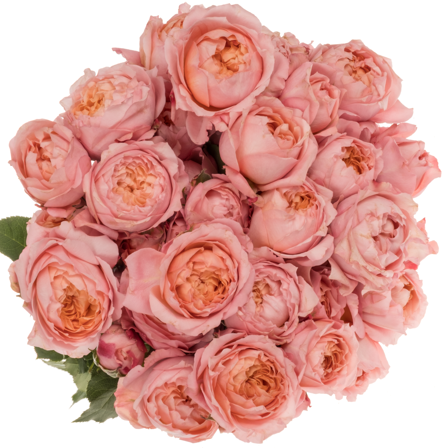 Rose verzweigt hell rosa Julietta 50cm