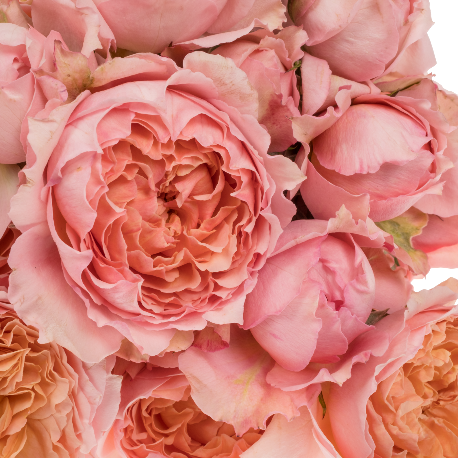 Rose verzweigt hell rosa Julietta 50cm