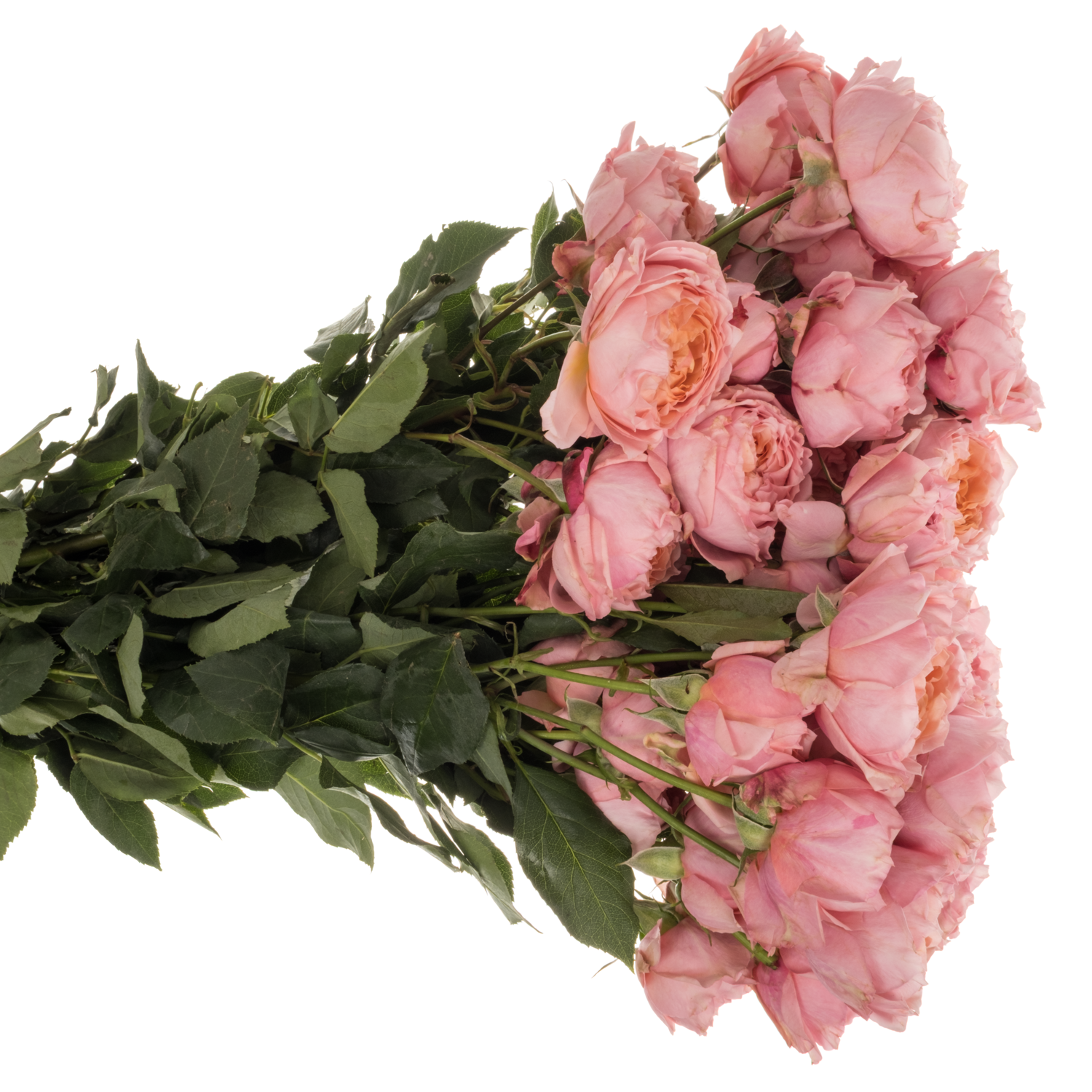 Rose verzweigt hell rosa Julietta 50cm