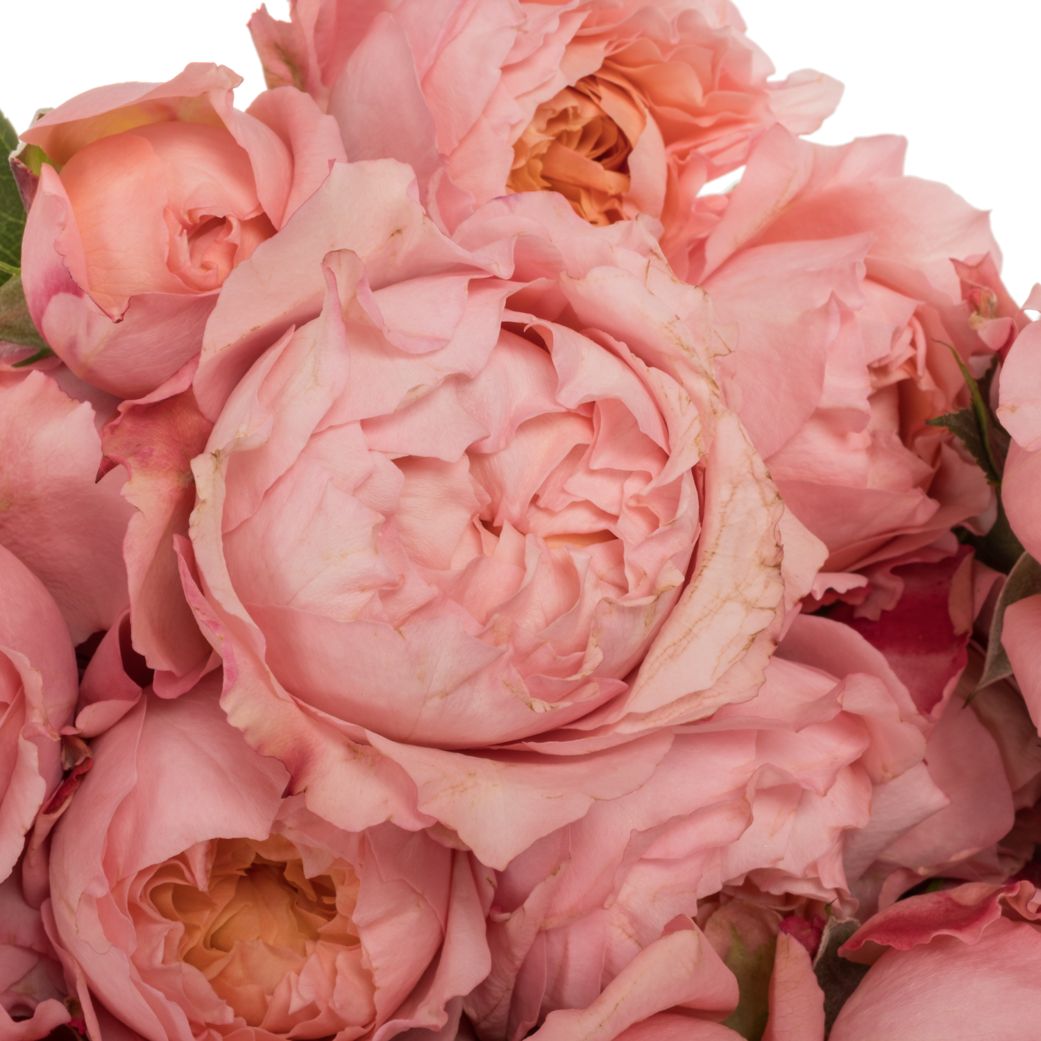 Rose verzweigt hell rosa Julietta 50cm