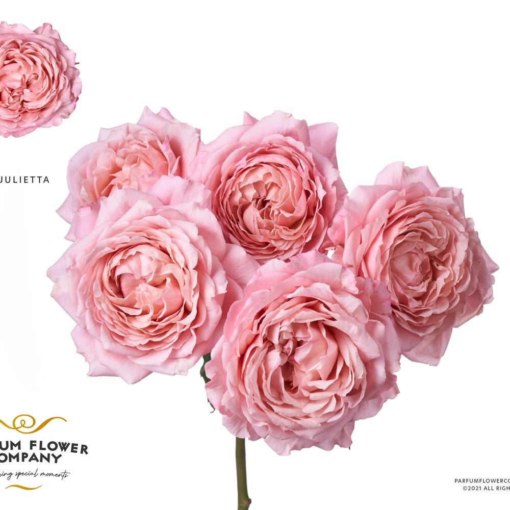 Rose verzweigt hell rosa Julietta 50cm