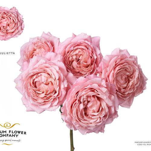 Rose verzweigt hell rosa Julietta 50cm