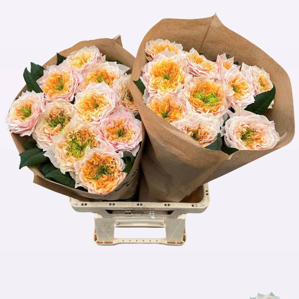 Rose apricot Sira Gardens gefüllt 60cm