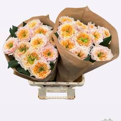 Rose apricot Sira Gardens gefüllt 60cm