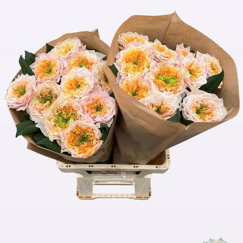 Rose apricot Sira Gardens gefüllt 60cm