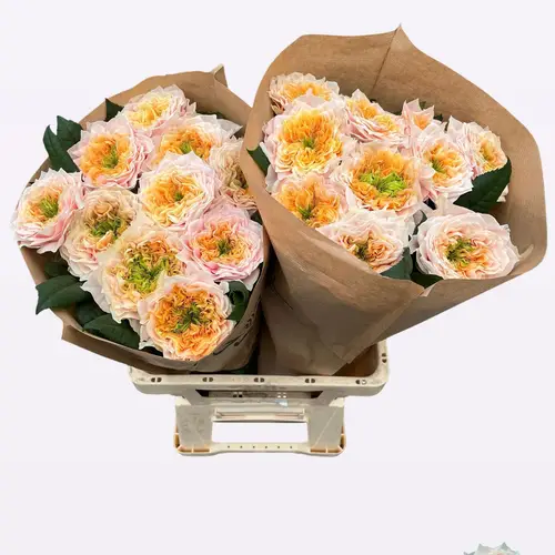 Rose apricot Sira Gardens gefüllt 60cm