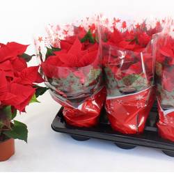 Poinsettia rot Christmas Universe 5+ T13 H037