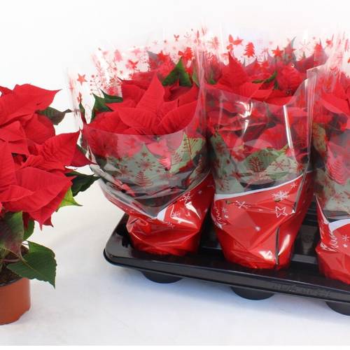 Poinsettia rot Christmas Universe 5+ T13 H037