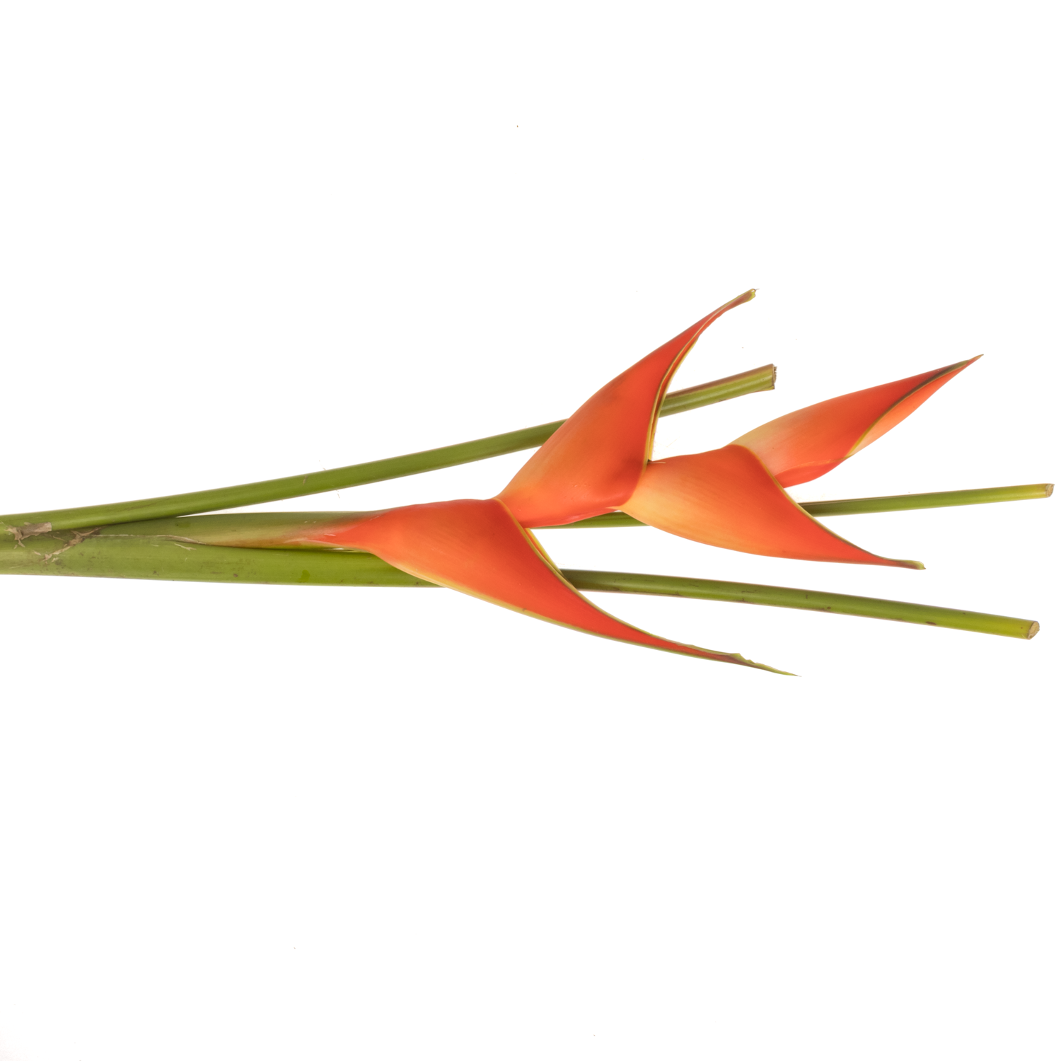 Heliconia Mittel rot/orange Tropical 70cm