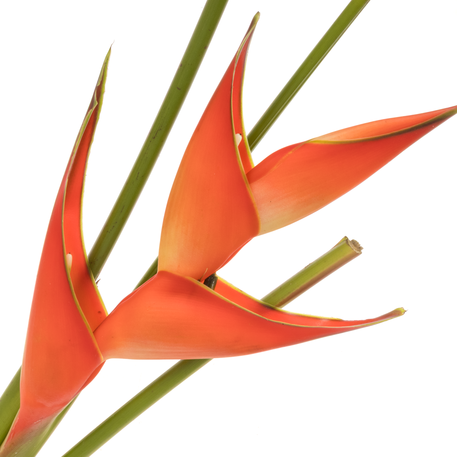 Heliconia Mittel rot/orange Tropical 70cm