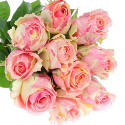 Rose creme/rosa Fiesta 40cm