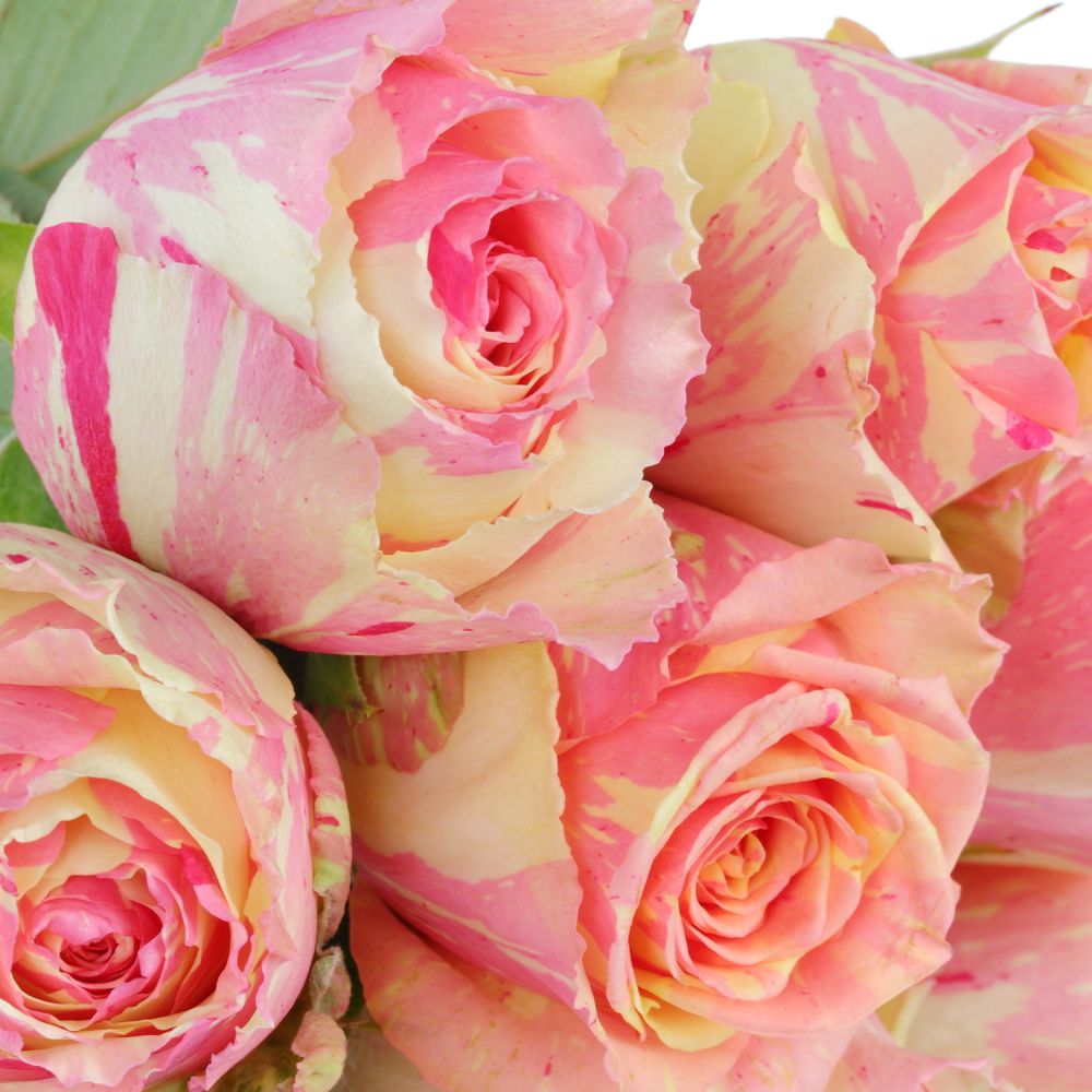 Rose creme/rosa Fiesta 40cm