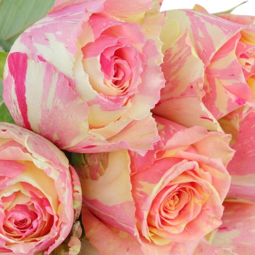 Rose creme/rosa Fiesta 40cm