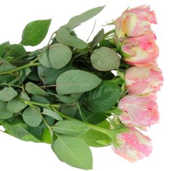 Rose creme/rosa Fiesta 40cm