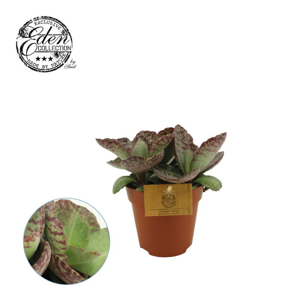 Kal.Humilis T12 H30
