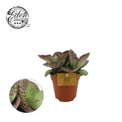 Kal.Humilis T12 H30