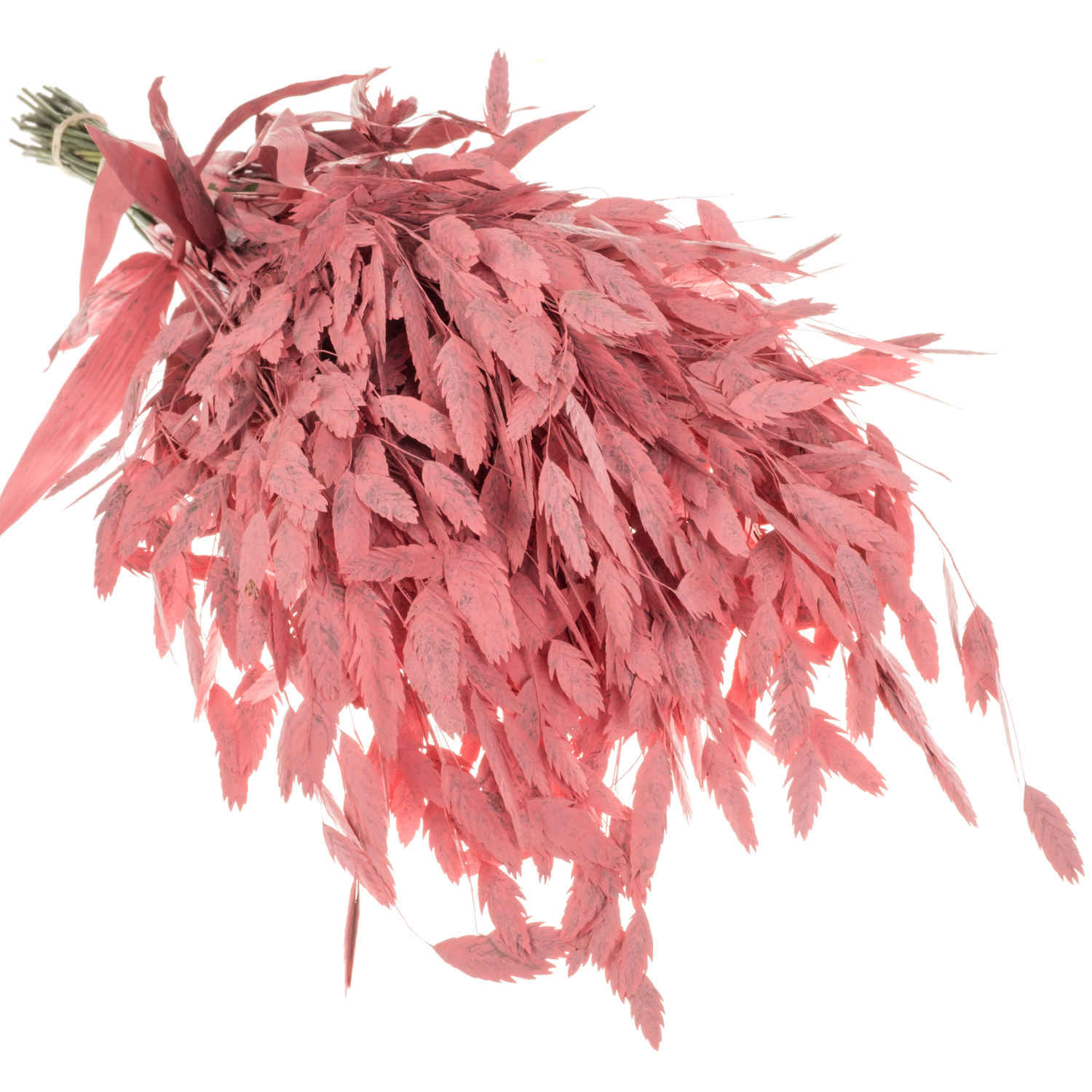 Chasmanthium rosa gefärbt 70cm