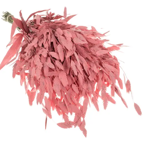 Chasmanthium rosa gefärbt 70cm
